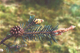 Lodgepine1.Jpg