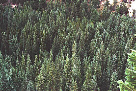 Whitespruce1.Jpg