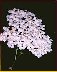 Yarrow